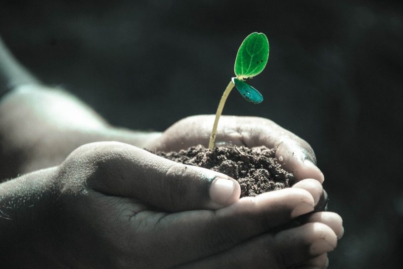 Person holding soil and a small plant that has the potential to grow rapidly, illustrating a top growth stock