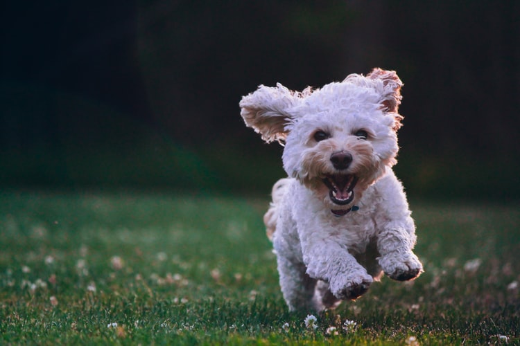 Cute white puppy running in a field with green grass and looking happy