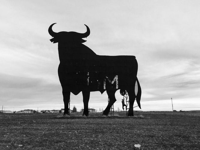 Large bull standing in a field with a gray sky in the background