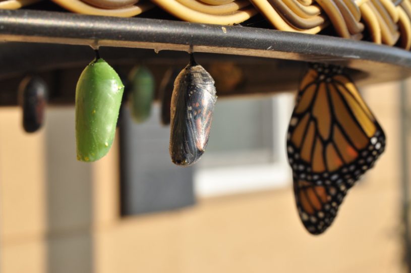 Cocoon turning into butterfly, representing the top growth stocks