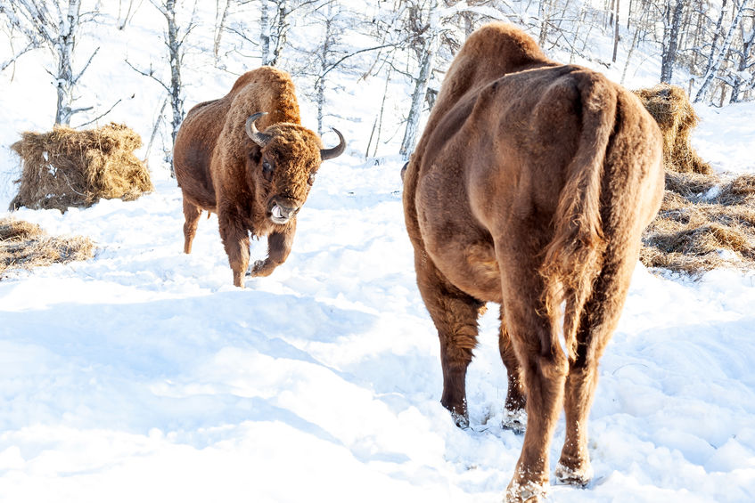 Fight of two brown bison bulls running at each other in the winter on snow. Wyoming State Symbol. Endangered animals.