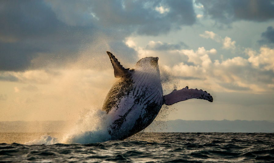 Whale leaping out of the sea and rejoicing after buying more Bitcoin