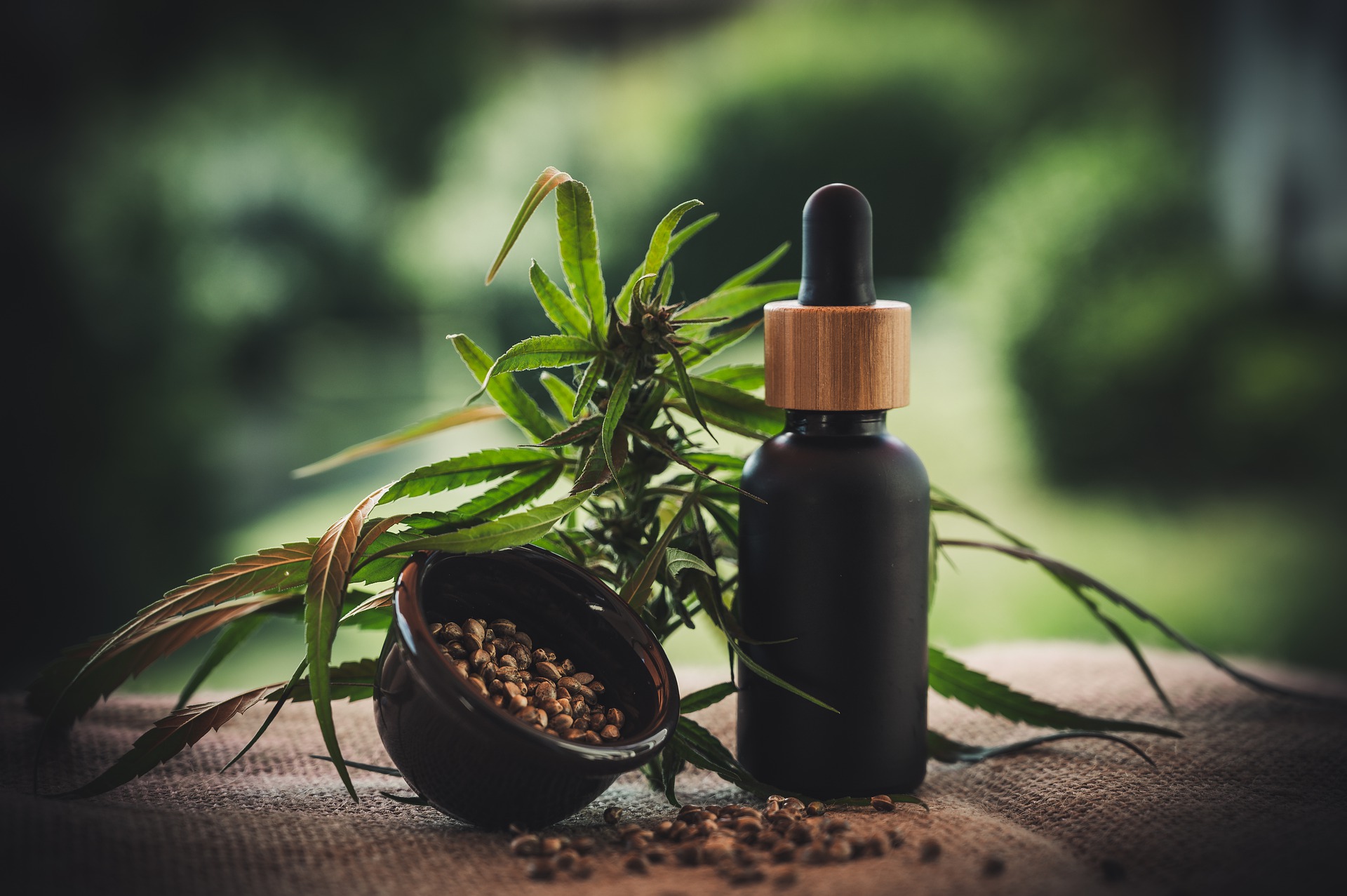 Cannabis oil, plant and seeds.
