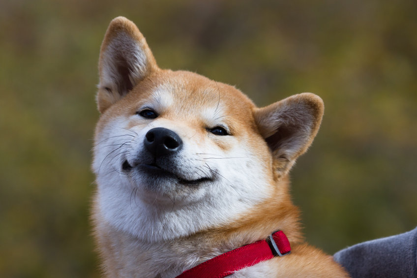 Image of a Shiba Inu dog