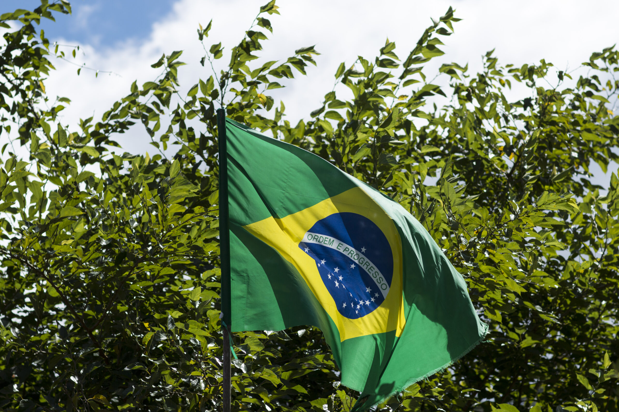 Flag of Brazil flowing in the wind in front of greenery.